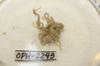 Media type: image;   Invertebrate Zoology OPH-2249 Description: Preserved specimen.;